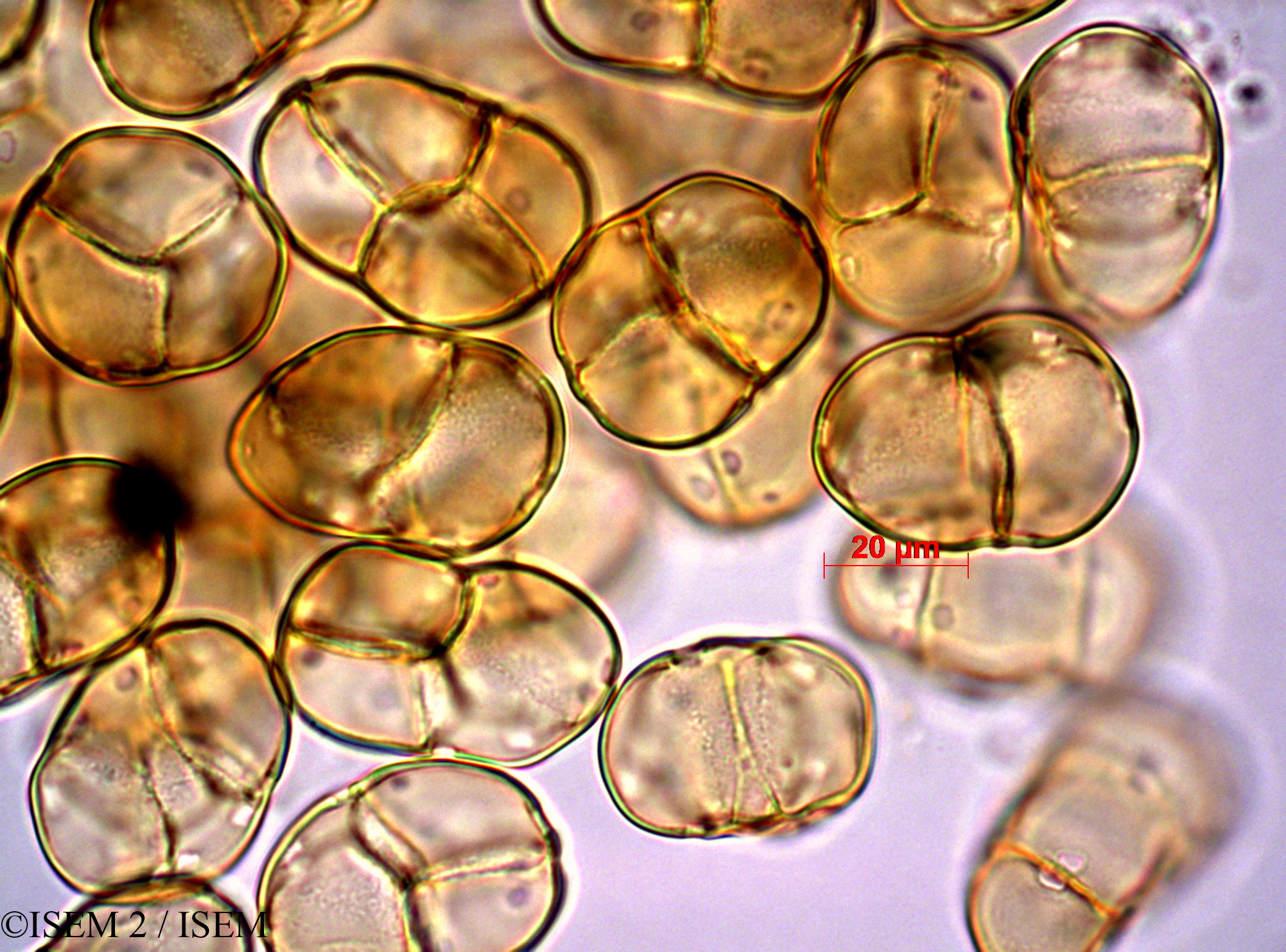 ISEM 2/Cochlanthus_socotranus_47167/Cochlanthus_socotranus_47167_0002(copy).jpg